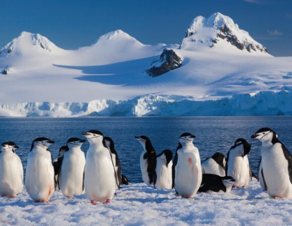 Antarctic Peninsula Expedition & Wildlife