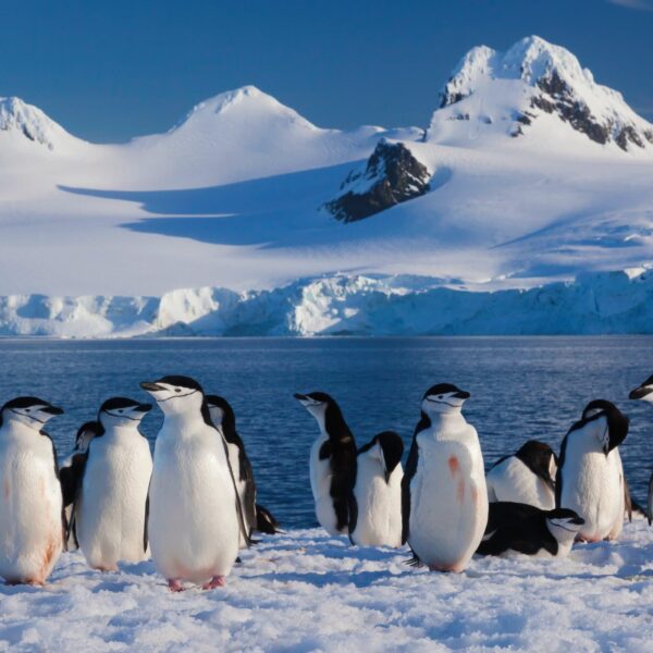 Antarctic Peninsula Expedition | Active Nature Tours | Small Group Adventures around the World