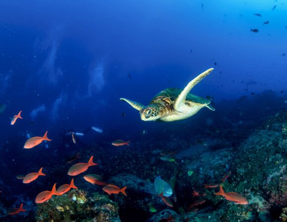 Galápagos Adventure, within Nature's Paradise